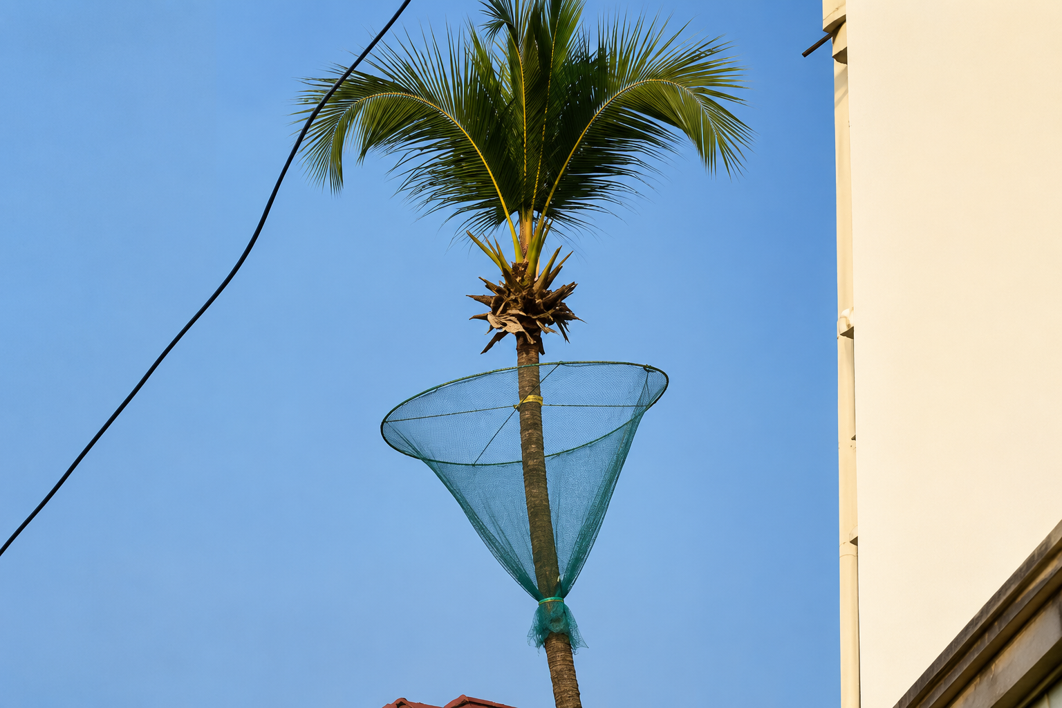 Coconut Tree Safety Nets